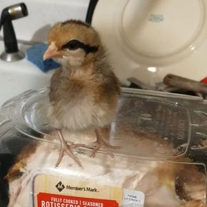 Meet your Posher, Ashlee